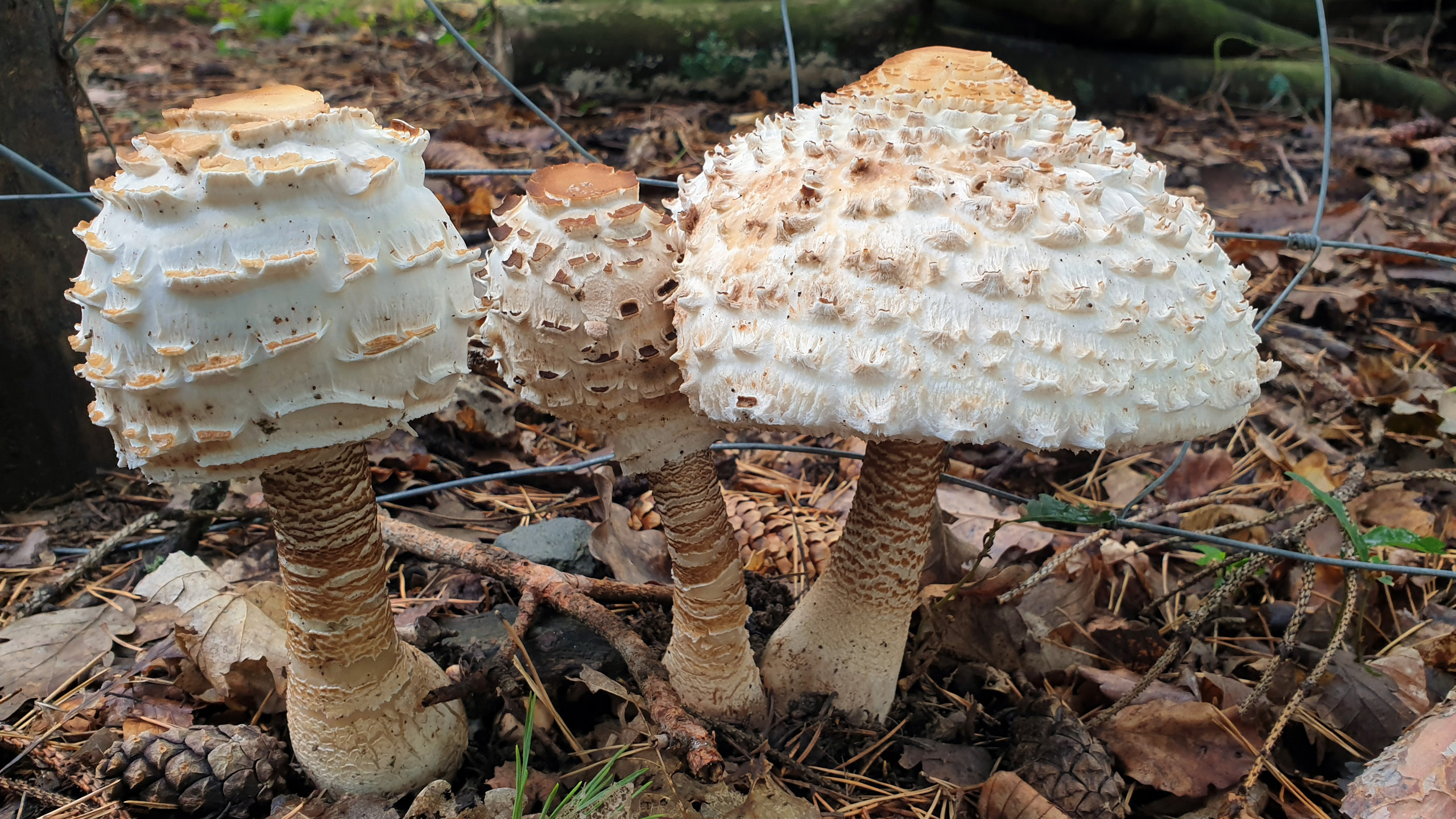 Pilze am Wegrand